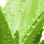 Aloe-Vera feature