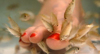 Fish Pedicures: The Cadillac of Flesh-Eating Spa Treatments