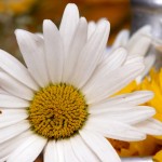 Advantages and Disadvantages of Homemade Cosmetics Flower