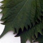 Shiso for skincare