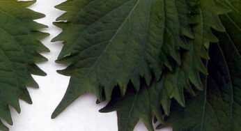Shiso Pretty! Sushi’s New Role in Skincare