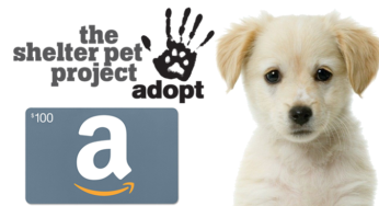 #GIVEAWAY: Help Shelter Pets & Win a $100 Amazon Gift Card!