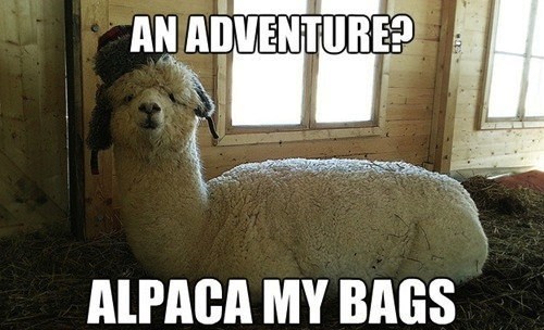 Alpaca-My-Bags-Funny-Meme