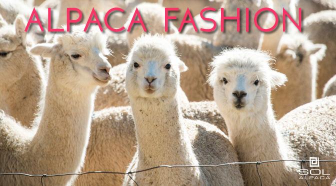 Why Alpaca Hair Will Be Your Fall/Winter 2015 Bestie.