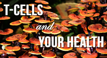 T-Cells: What They Are & Why They’re Important #tcellmaster