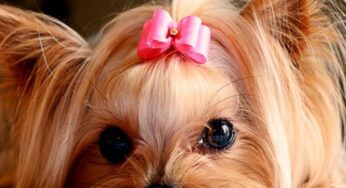 Styling Your Yorkie Was Never Fun Before!