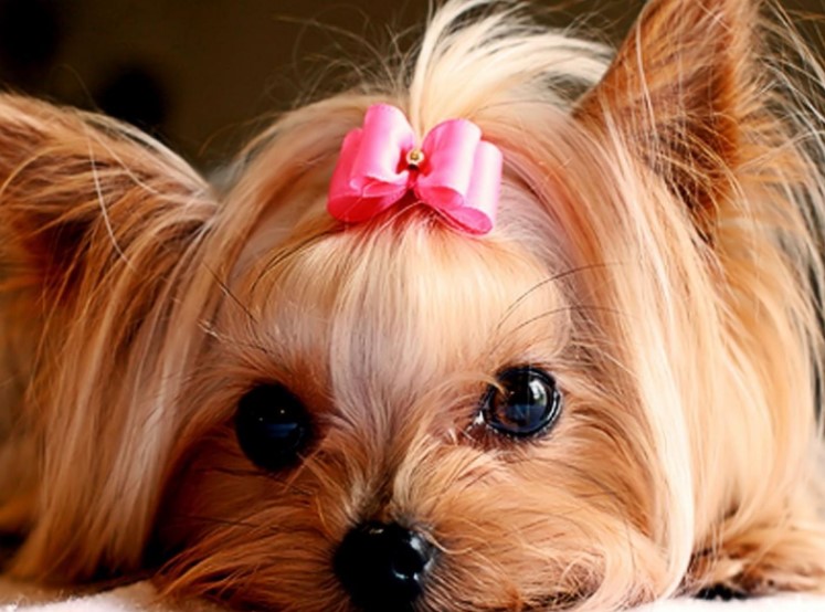 yorkie with cute pink bow in hair