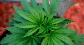 When Will Ohio Legalize Recreational Cannabis?