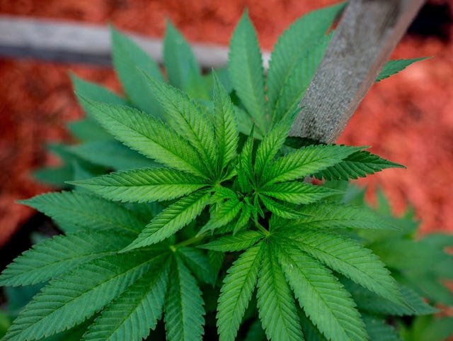 Ohio Legalize Recreational Cannabis Marijuana Leaf
