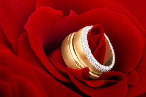 Pair of Wedding Rings in a Rose