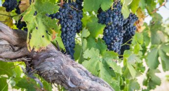 Australian Wine Regions That Should Be On Your Must-See List