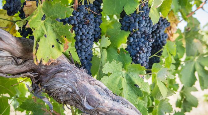 australian wine grapes berries