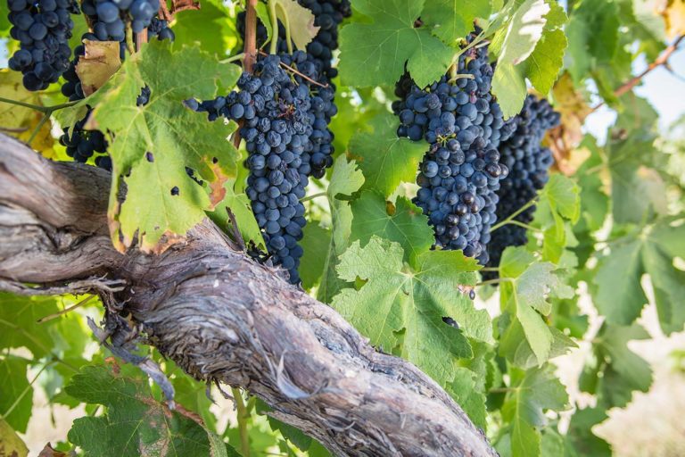 australian wine grapes berries