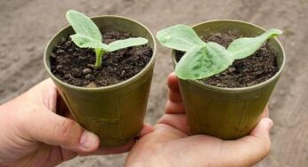 5 Things to Consider Before You Buy Your First Plant