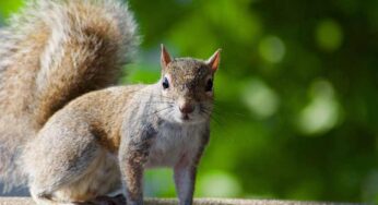 Three Ways to Keep WildLife Away From Your House