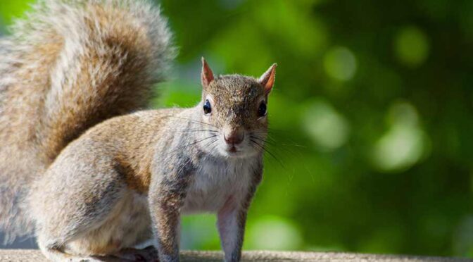 Three Ways to Keep WildLife Away From Your House