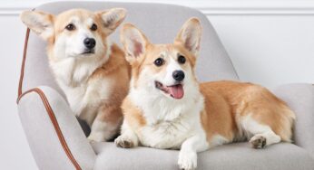 Dog Breed Guide: Top Tips on How to Determine Your Dog’s Breed