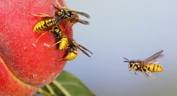 Most Common Signs That Your Home Has a Wasp Problem