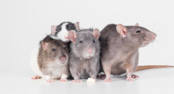 Rethinking Rodents: How to Tell if Your Infestation is Mice or Rats