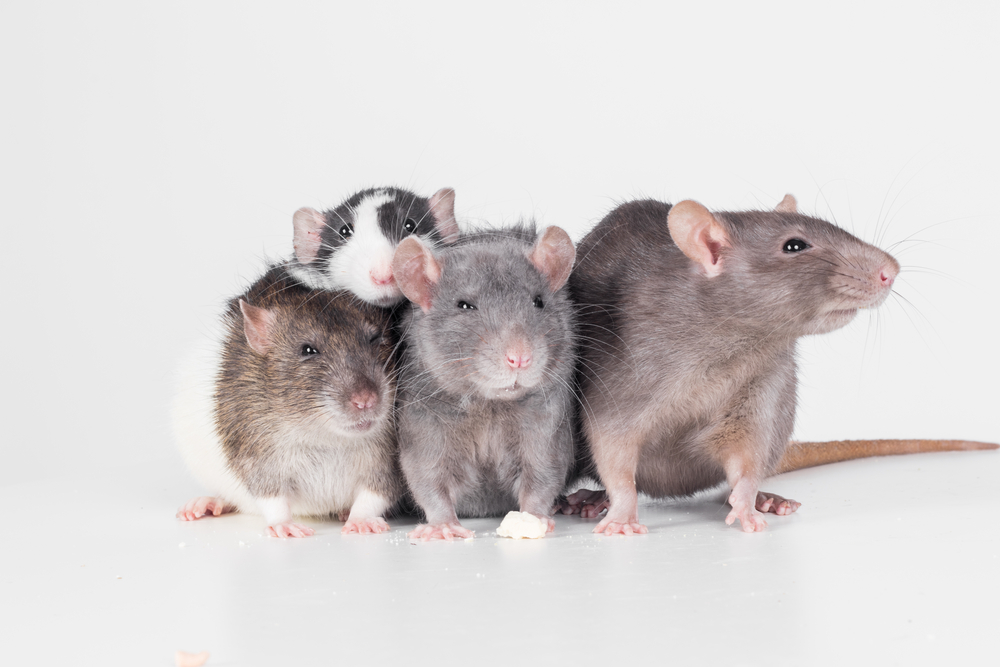 Group Of Rats Sitting,Front,Of,White,Background