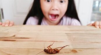 Reliable Methods To Get Rid Of Pests At Home