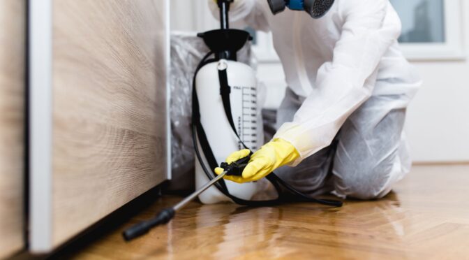 Had a Recent Pest Infestation in Your Home? Here’s What You Should Do