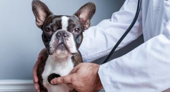 How to Tell Whether Your Dog Needs to See a Vet: An Overview